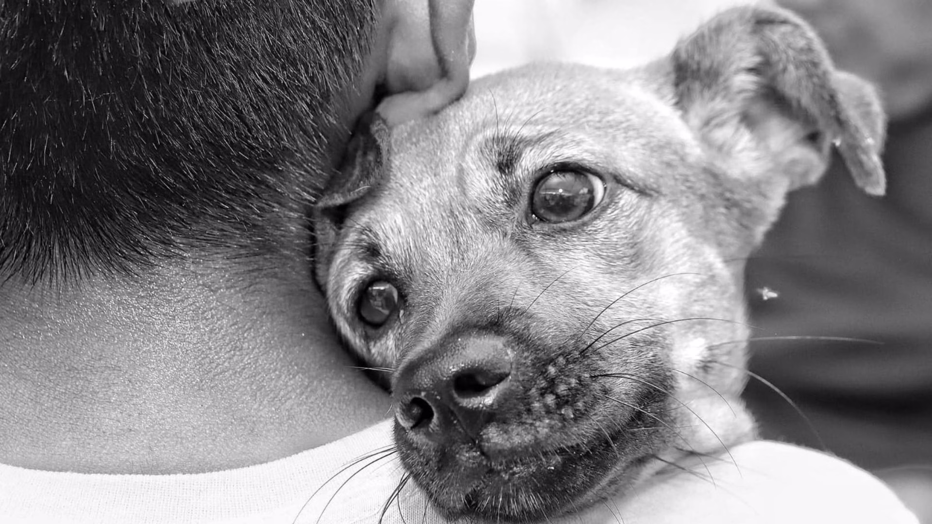 Perro rescatado aparece en primer plano durante una acción de protección animal en Quintana Roo.