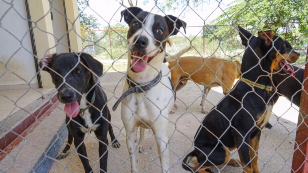 Perros permanecen bajo resguardo en el Centro de Control Animal, Asistencia y Zoonosis de Playa del Carmen.
