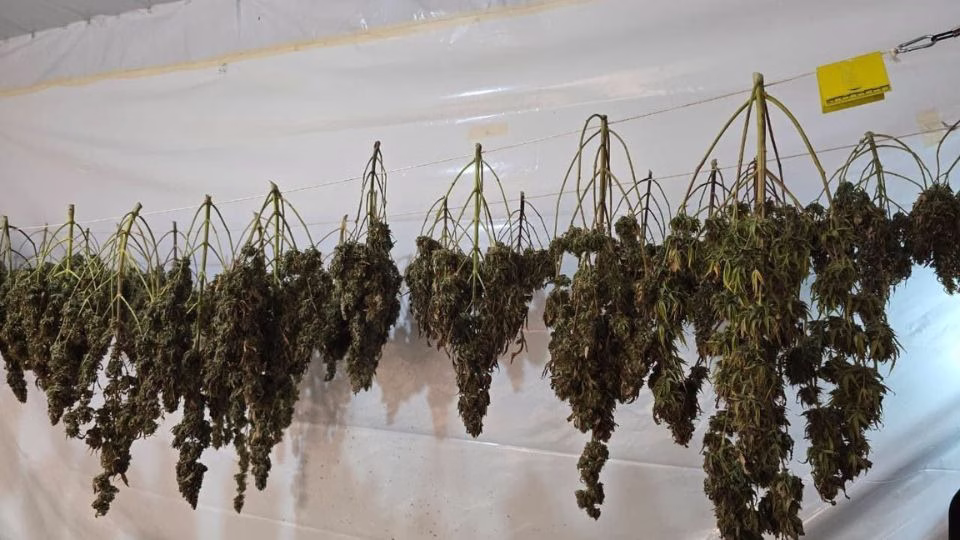 Plantas de marihuana localizadas en uno de los inmuebles asegurados durante la investigación derivada del ataque en avenida Huayacán.