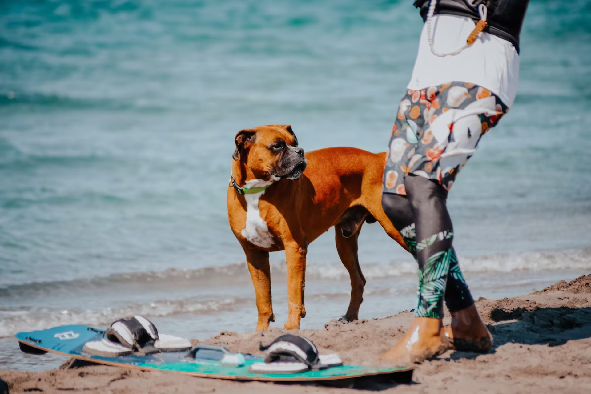 El turismo pet friendly crece en México con espacios adaptados para quienes viajan acompañados de sus mascotas.