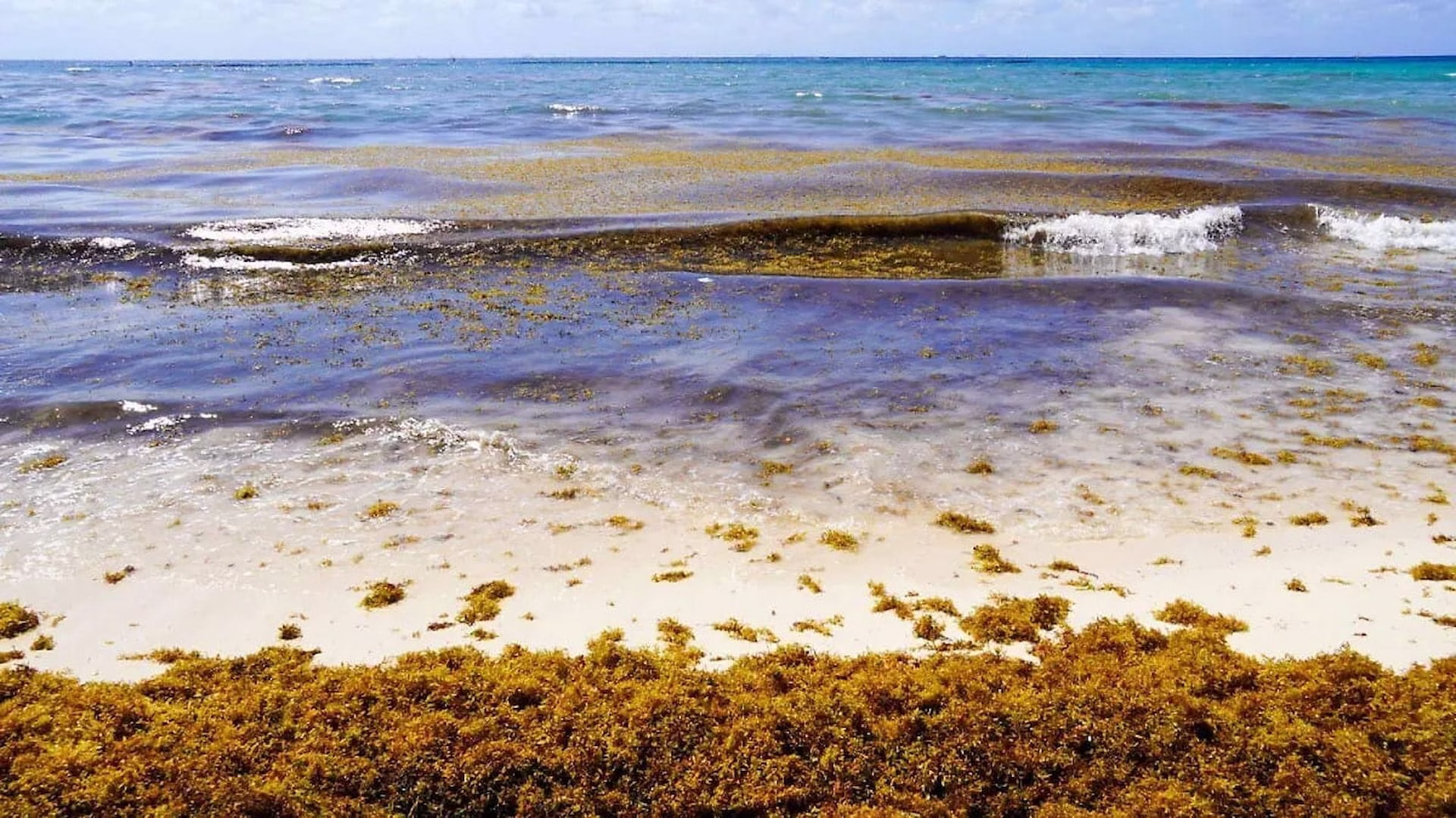 Recale de sargazo en una playa de Mahahual
