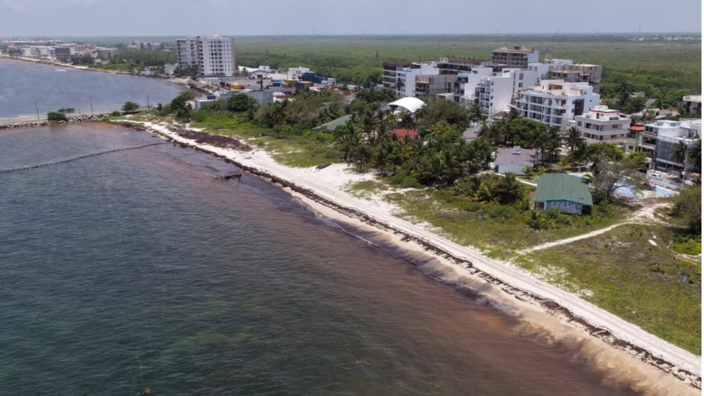 Vista aérea del recale de sargazo frente a hoteles, viviendas y vegetación costera de Puerto Morelos.