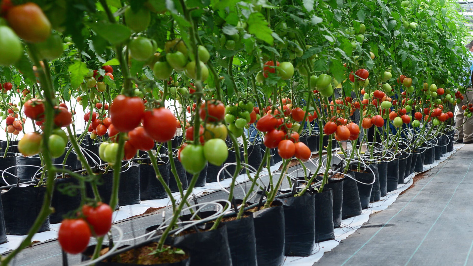 Cultivo de tomate en invernadero representa a la agroindustria mexicana, expuesta a requisitos comerciales, sanitarios y laborales del T-MEC.
