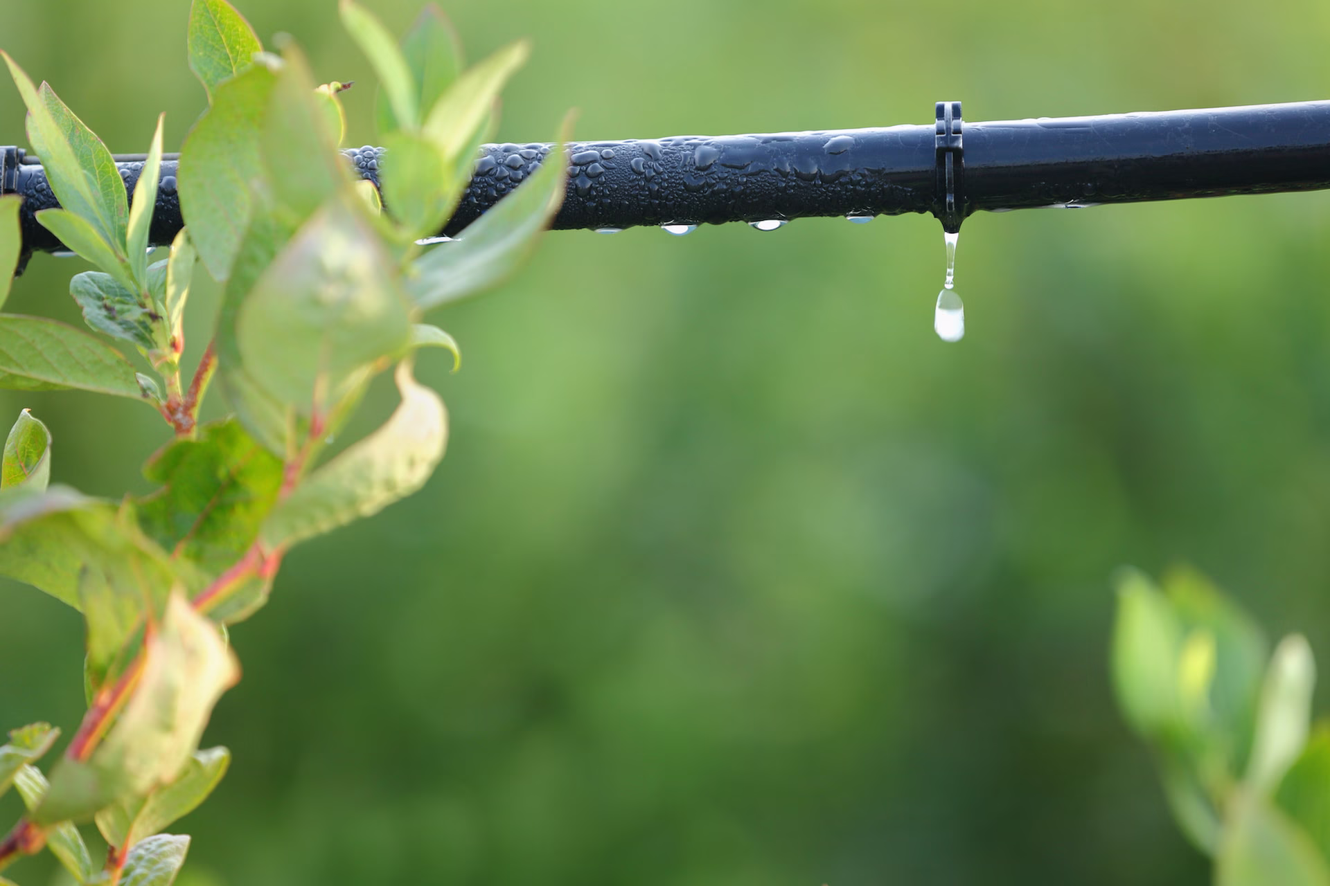 Sistema de riego por goteo aplica agua directamente sobre una planta en cultivo.