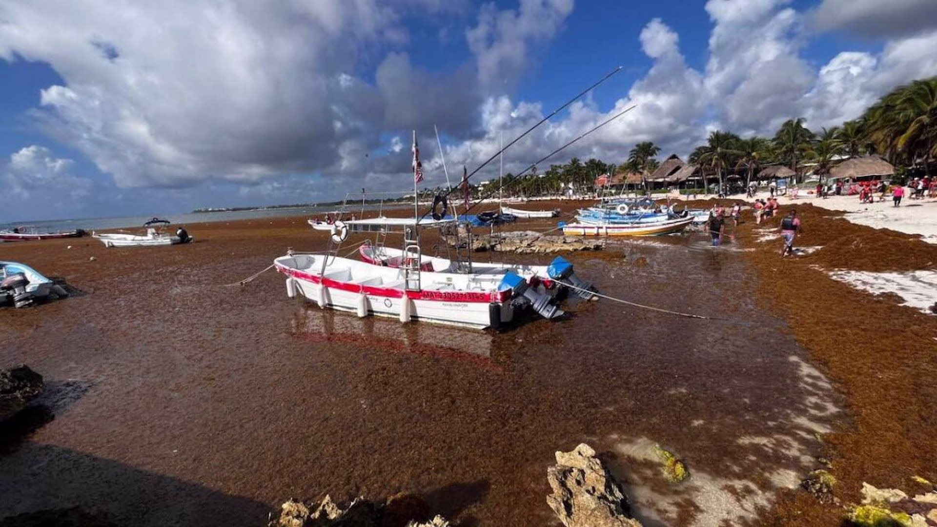 Embarcaciones permanecen entre una acumulación de sargazo en una playa de Quintana Roo.