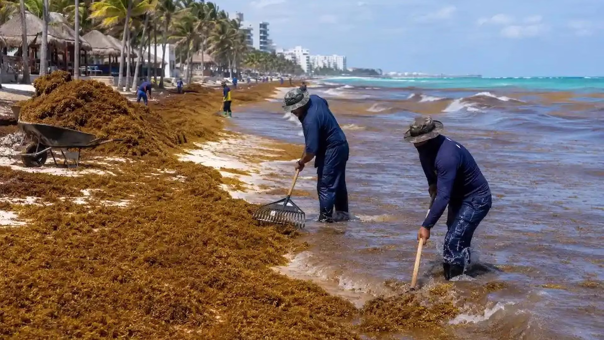 Trabajadores retiran manualmente el sargazo acumulado en una playa de Quintana Roo.