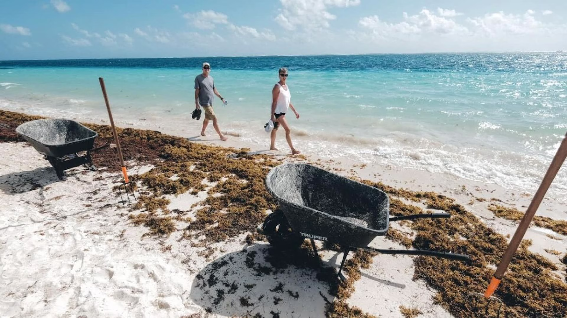 Carretillas y herramientas son utilizadas para recolectar sargazo en una playa de Quintana Roo.