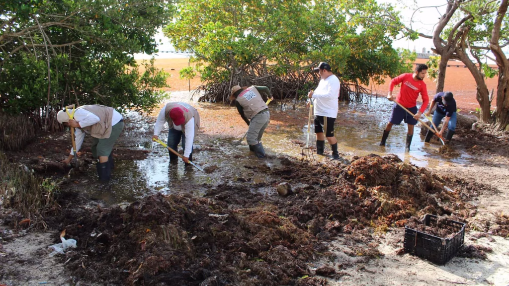 Una brigada participa en el retiro de grandes acumulaciones de sargazo en Quintana Roo.