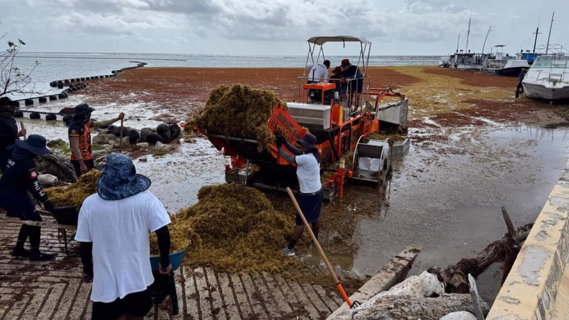Maquinaria y trabajadores retiran toneladas de sargazo acumuladas junto a la costa de Quintana Roo.