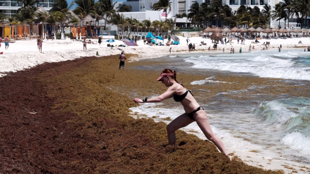 Recale abundante de sargazo en Playa del Carmen cubre gran parte de la franja costera.