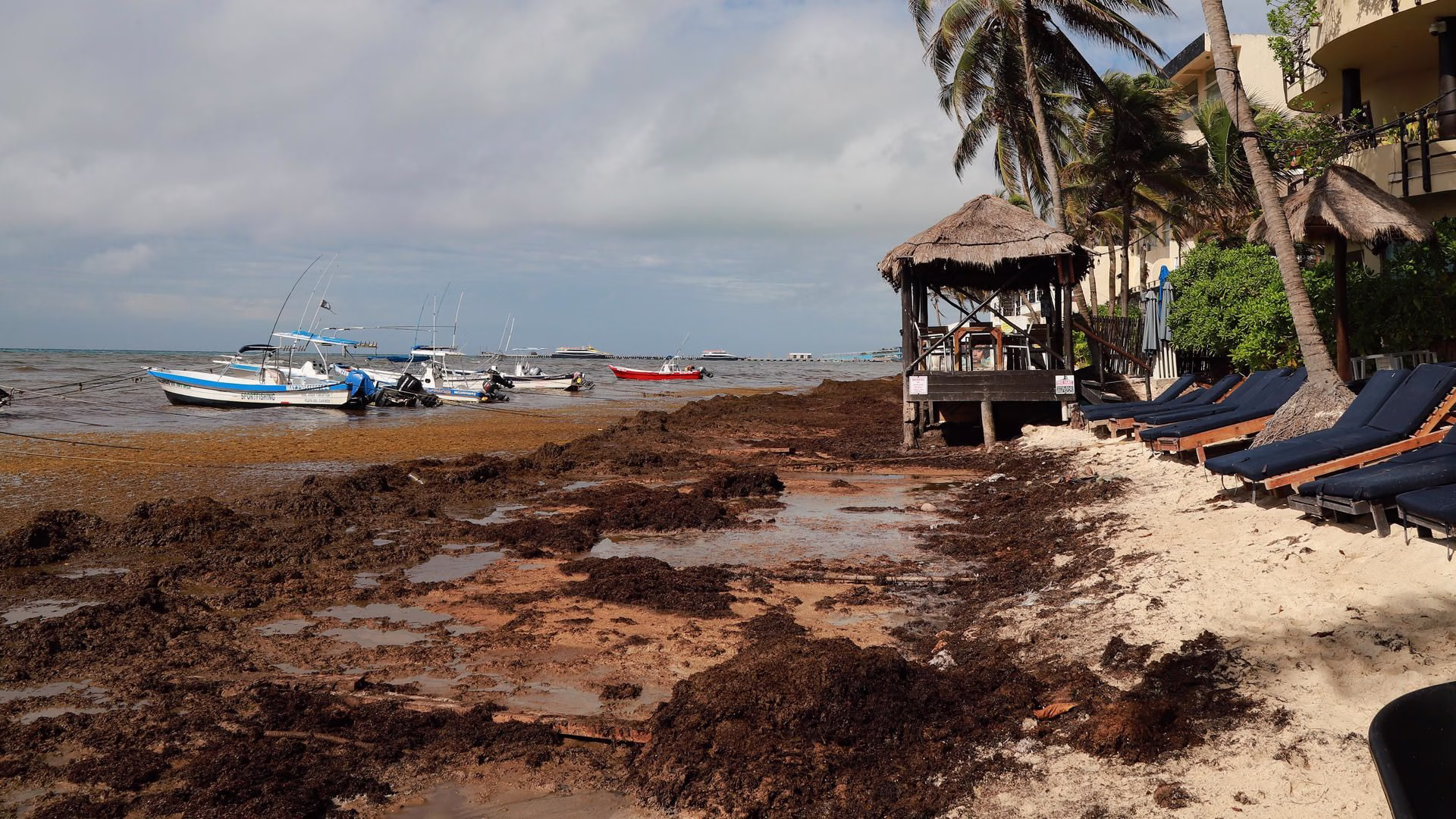 Acumulación de sargazo en Playa del Carmen se extiende sobre la arena y la zona cercana al mar.