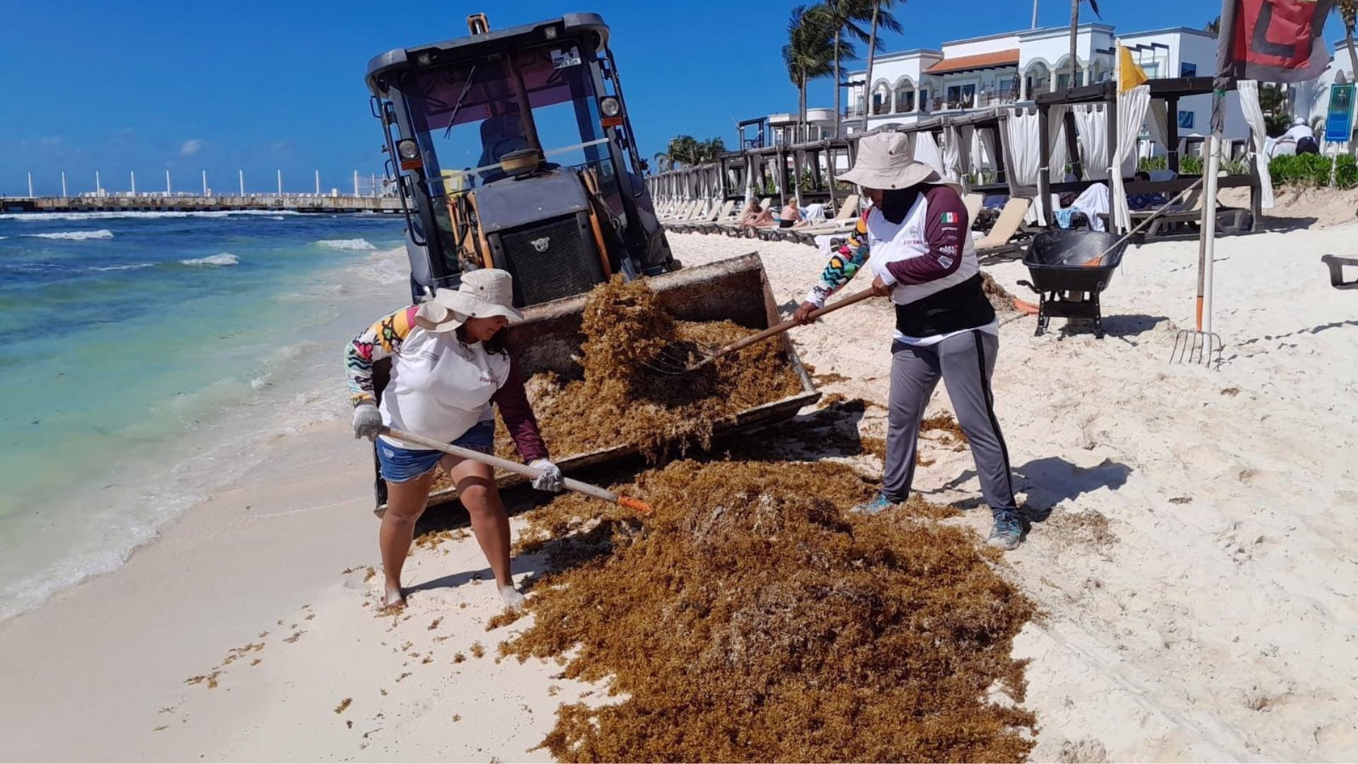 Trabajadores y maquinaria realizan labores de limpieza de sargazo en una playa de Playa del Carmen.