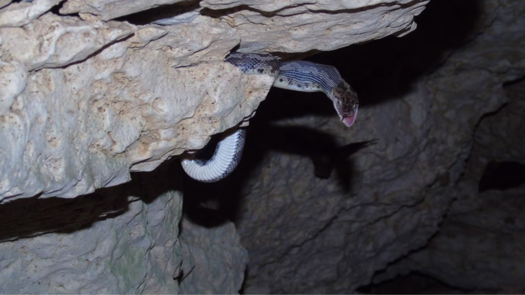 Serpiente suspendida en una pared de la cueva de Kantemó, Quintana Roo.