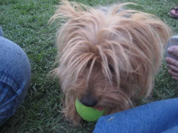Tara juega con una pelota durante un momento de convivencia.