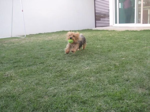 Tara juega en un área verde de casa durante un momento de esparcimiento.
