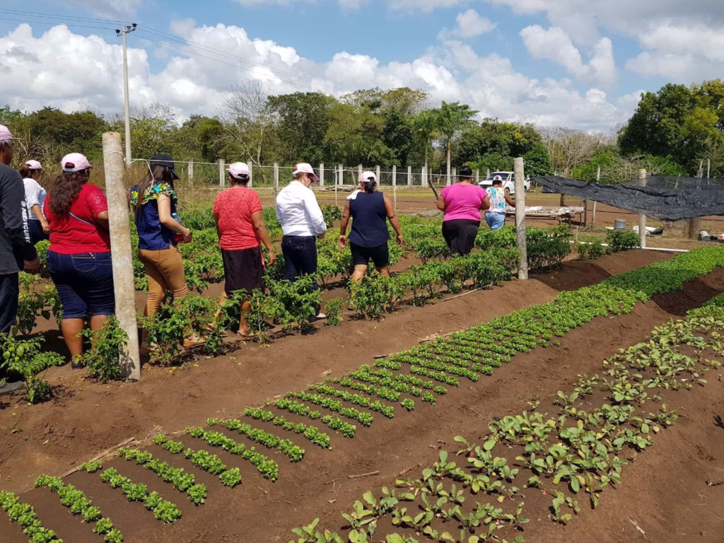 Productores agrícolas realizan labores de preparación de la tierra para el inicio del ciclo agrícola en Quintana Roo.