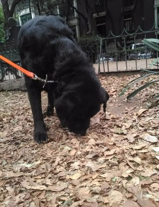 Thorcito camina con correa durante un paseo al aire libre.