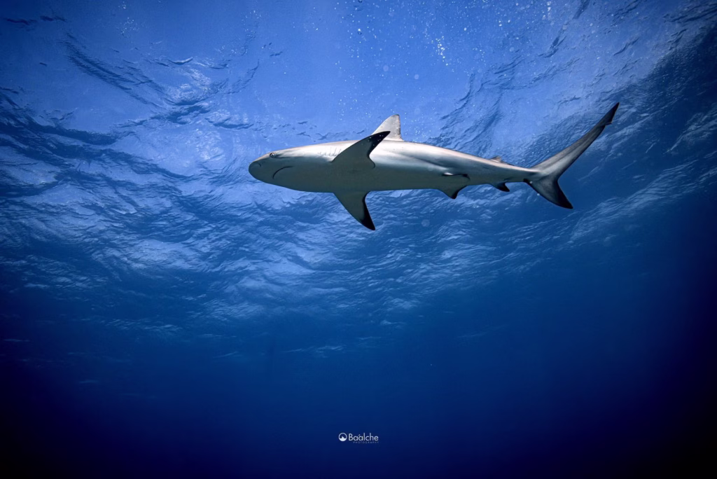 Tiburón nada en aguas del Caribe mexicano, una de las especies documentadas en Quintana Roo.