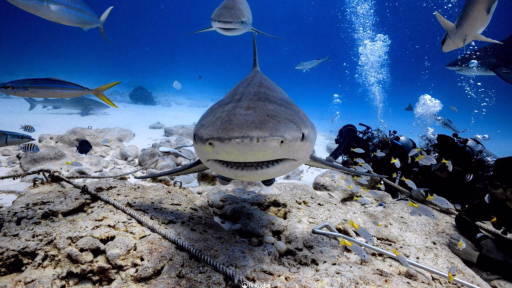 Tiburón nada sobre el fondo marino del Caribe mexicano, hábitat de distintas especies presentes en Quintana Roo