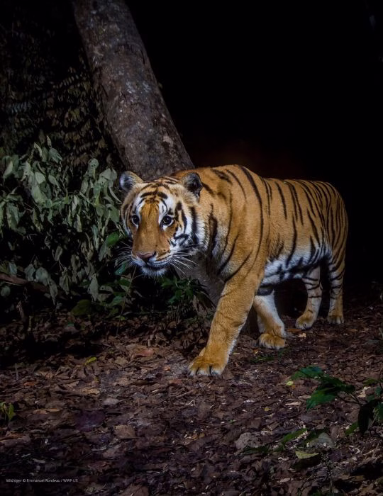 Tigre captado durante la noche en un entorno selvático, ejemplo del comportamiento discreto de este gran félido.