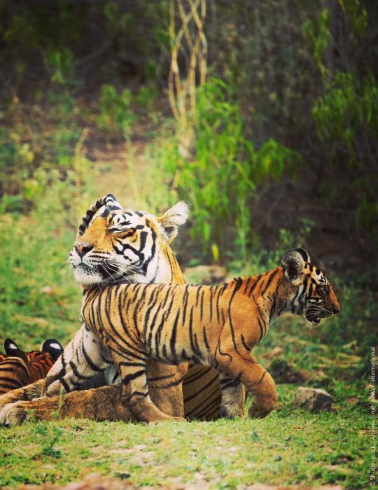 Tigres entre la vegetación, grandes félidos cuya supervivencia depende de la conservación de sus hábitats naturales.