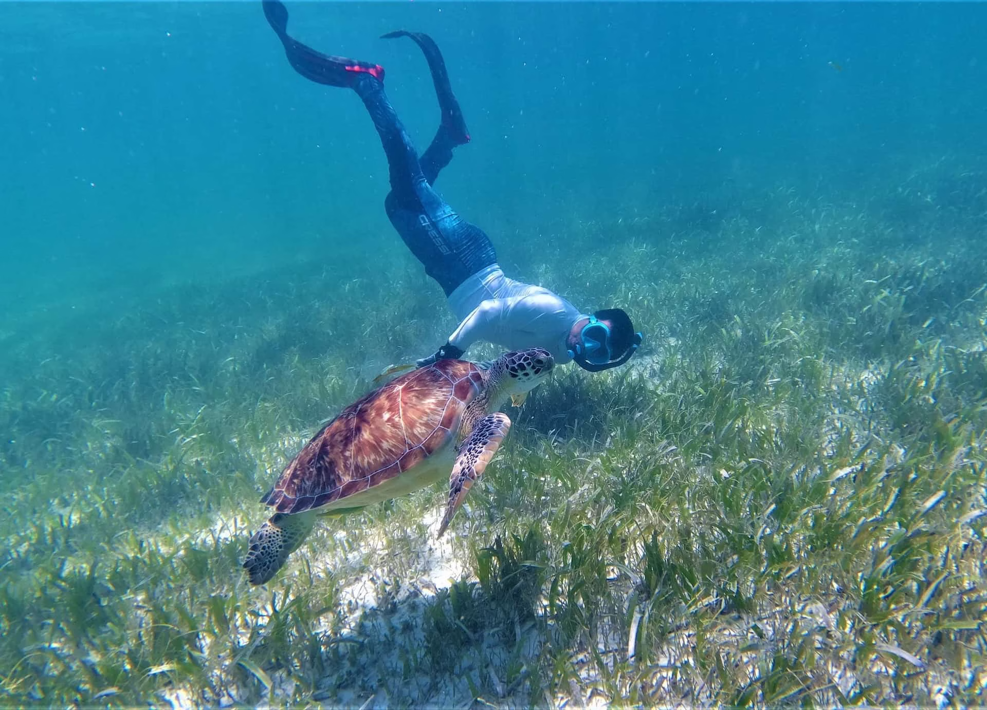 Tortugas marinas reflejan la riqueza natural de Mahahual