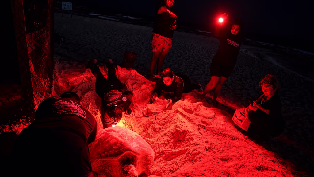 Tortuga marina adulta sobre la arena mientras una persona trabaja cerca de ella con iluminación roja.