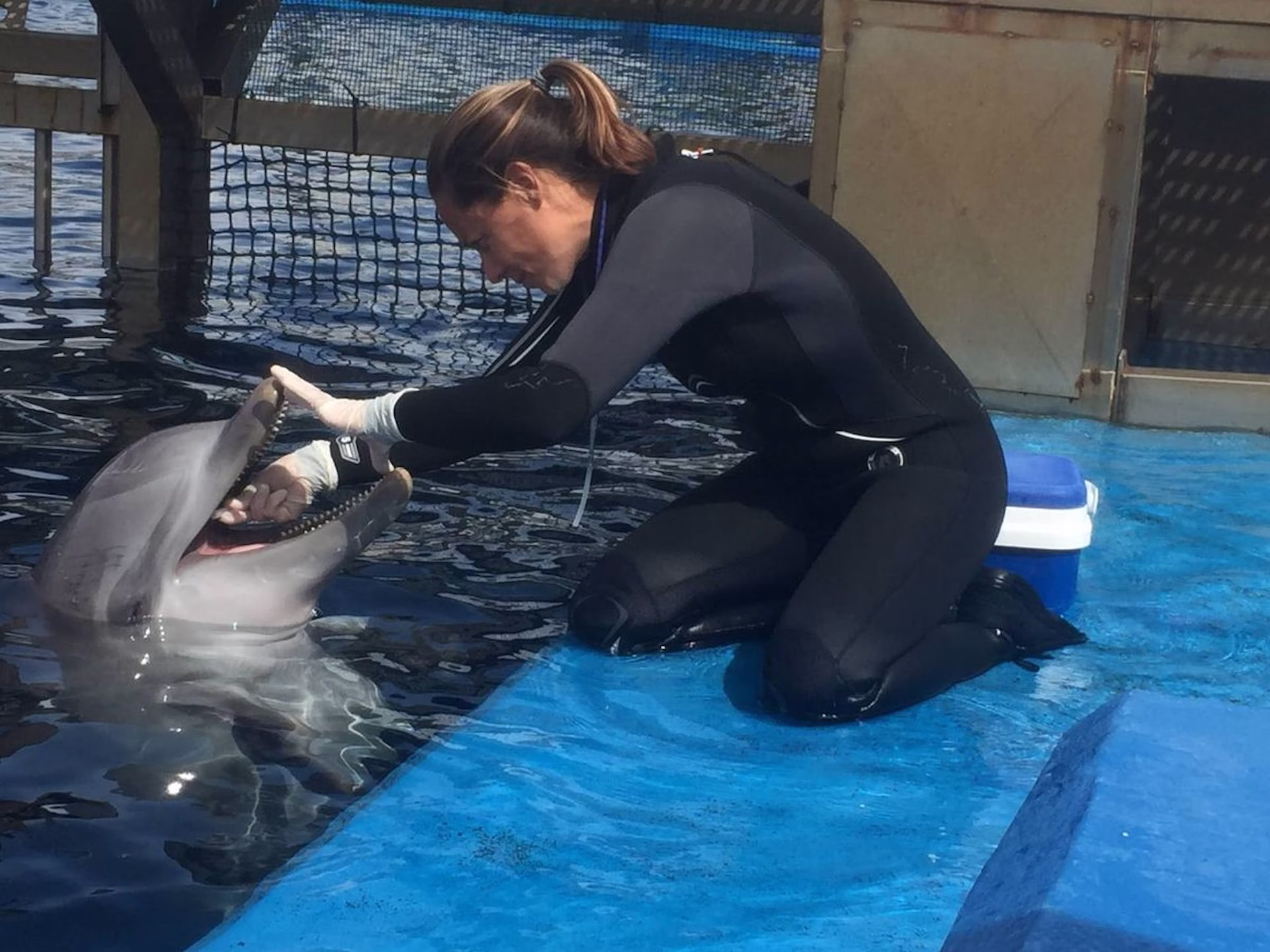 Especialista brinda atención a un ejemplar de delfines en cautiverio en Quintana Roo como parte de su manejo profesional.