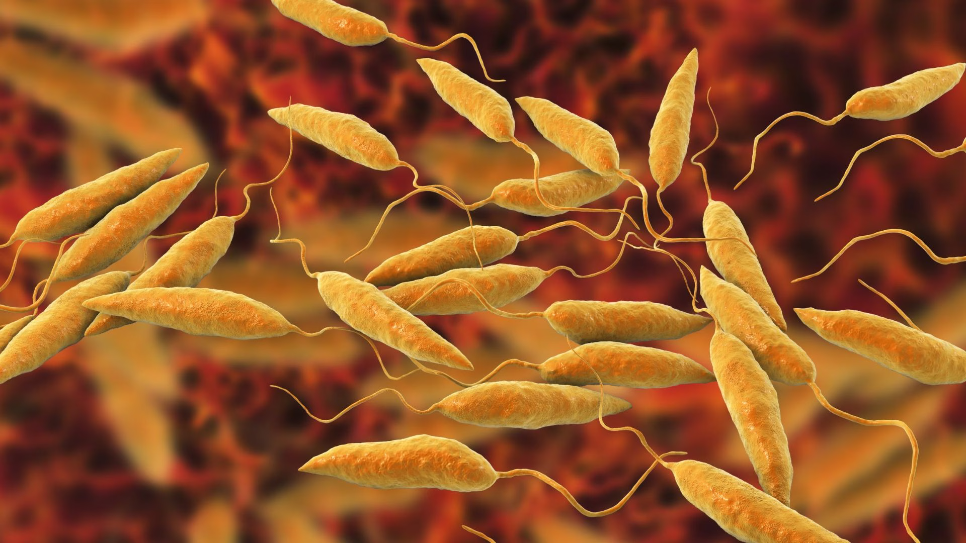 Imagen microscópica del parásito Leishmania, causante de la enfermedad transmitida por la mosca chiclera.
