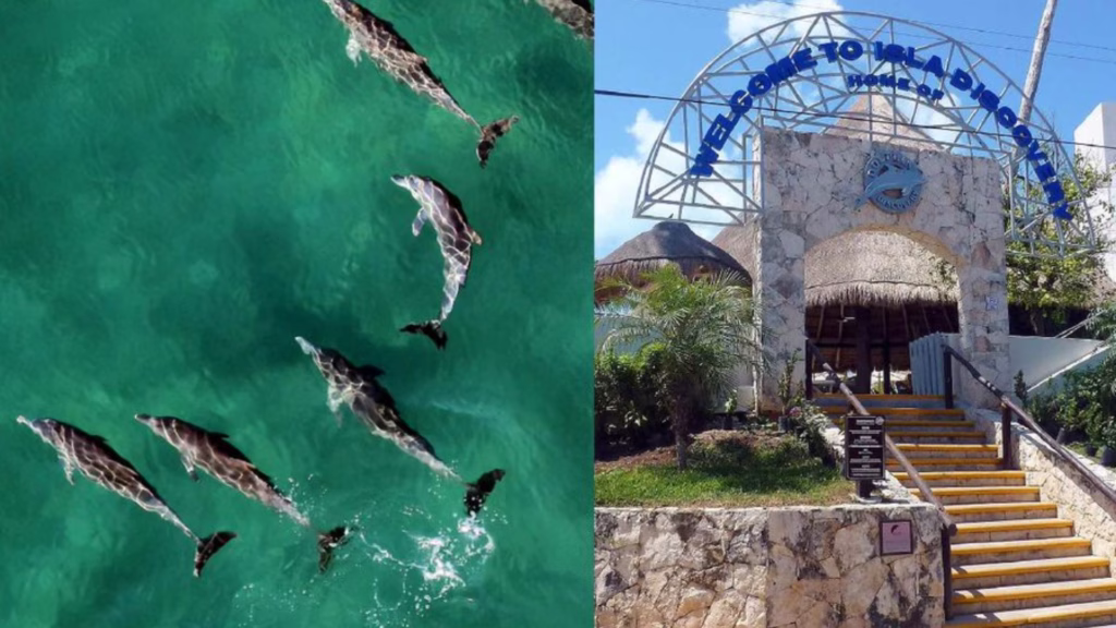 Delfines e instalaciones de Dolphin Discovery, donde nueve ejemplares permanecen bajo supervisión de Profepa.