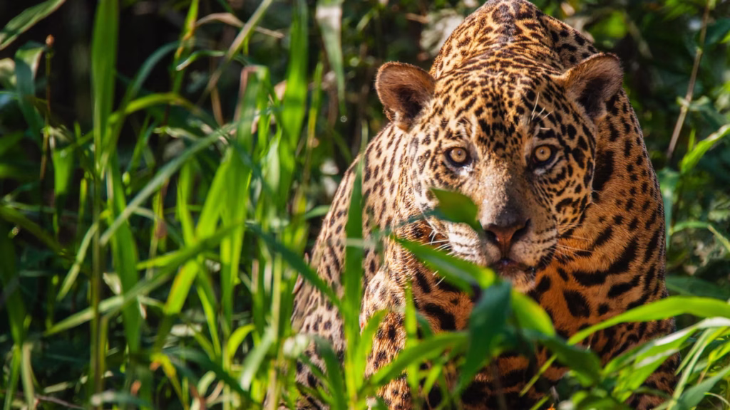 Jaguar entre vegetación densa, representativa del hábitat de la especie.