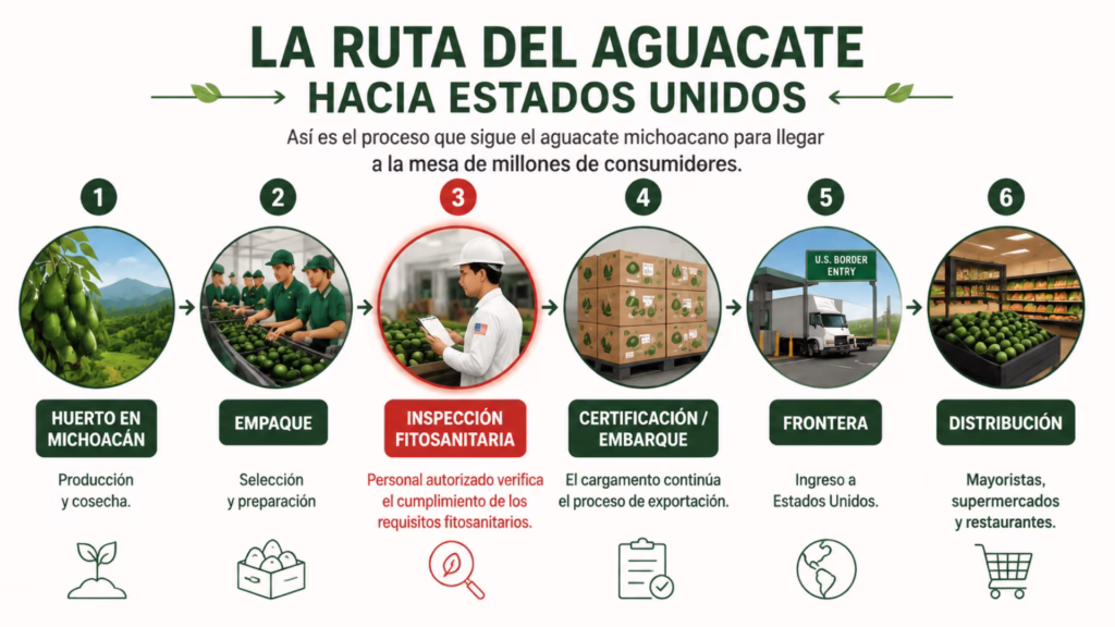 Ruta del aguacate de Michoacán hacia Estados Unidos, desde la cosecha hasta la distribución
