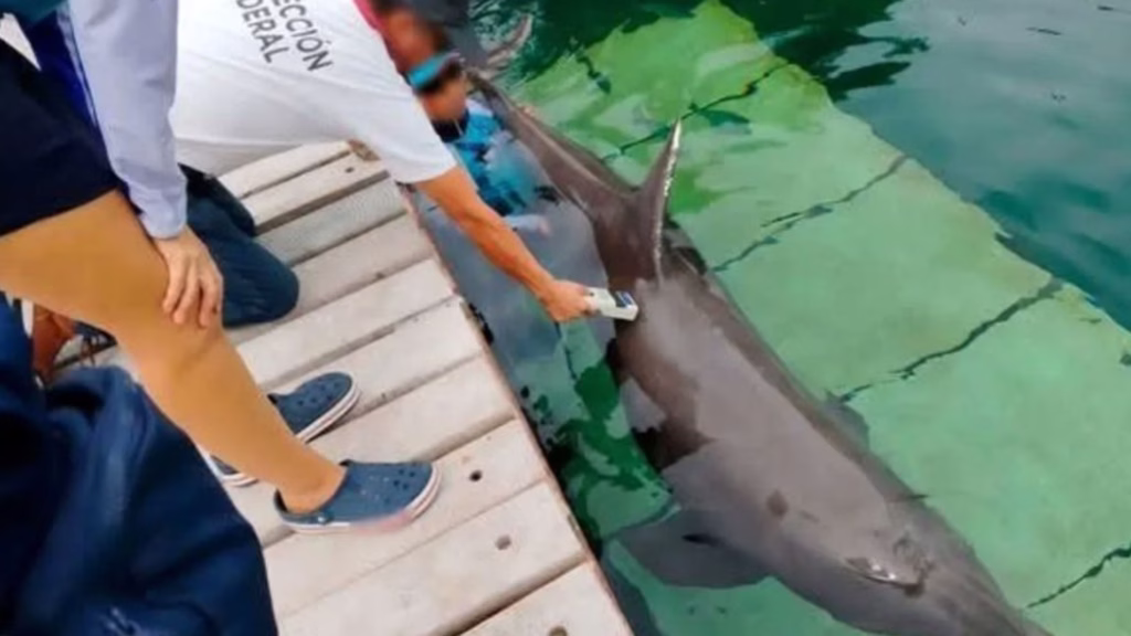 Personal realiza una revisión veterinaria a uno de los delfines de Dolphin Discovery en Cancún.