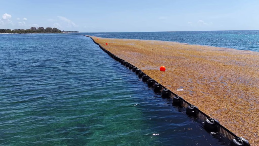 Tramo de barrera antisargazo instalado en el mar frente a las playas de Playa del Carmen.