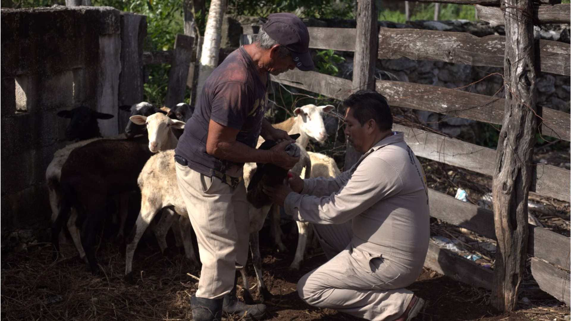 La brucelosis puede provocar problemas reproductivos en el ganado y pérdidas para los productores.