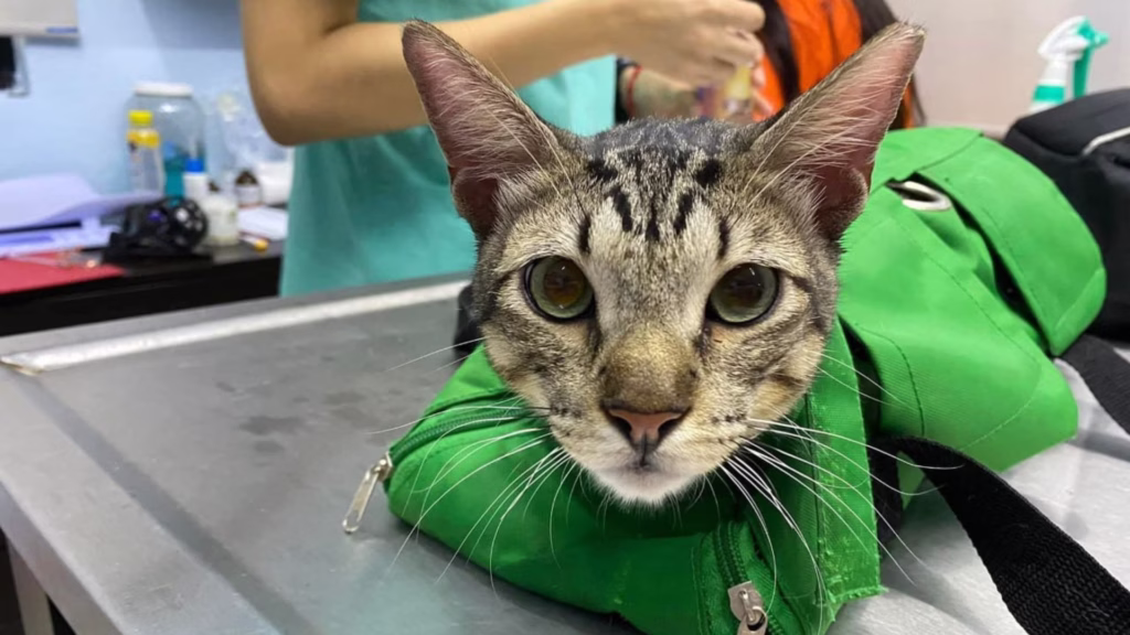 Tras decidir adoptarlo, Gandalfito fue llevado al veterinario para una revisión, desparasitación y las vacunas correspondientes.