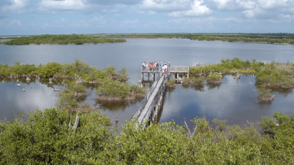 Vista aérea de un humedal de manglar en México rodeado de agua y vegetación costera.