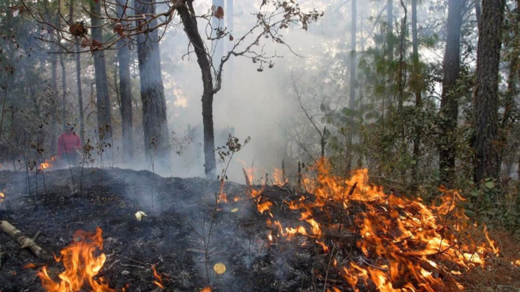 El fuego consume vegetación durante un incendio forestal en Quintana Roo.