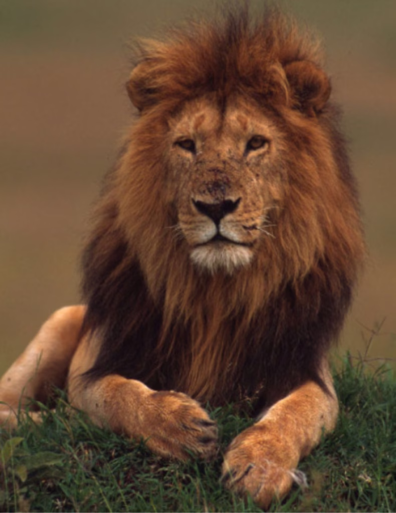 El león africano enfrenta amenazas por pérdida de territorio y cambios en sus ecosistemas naturales. Crédito: WWF.