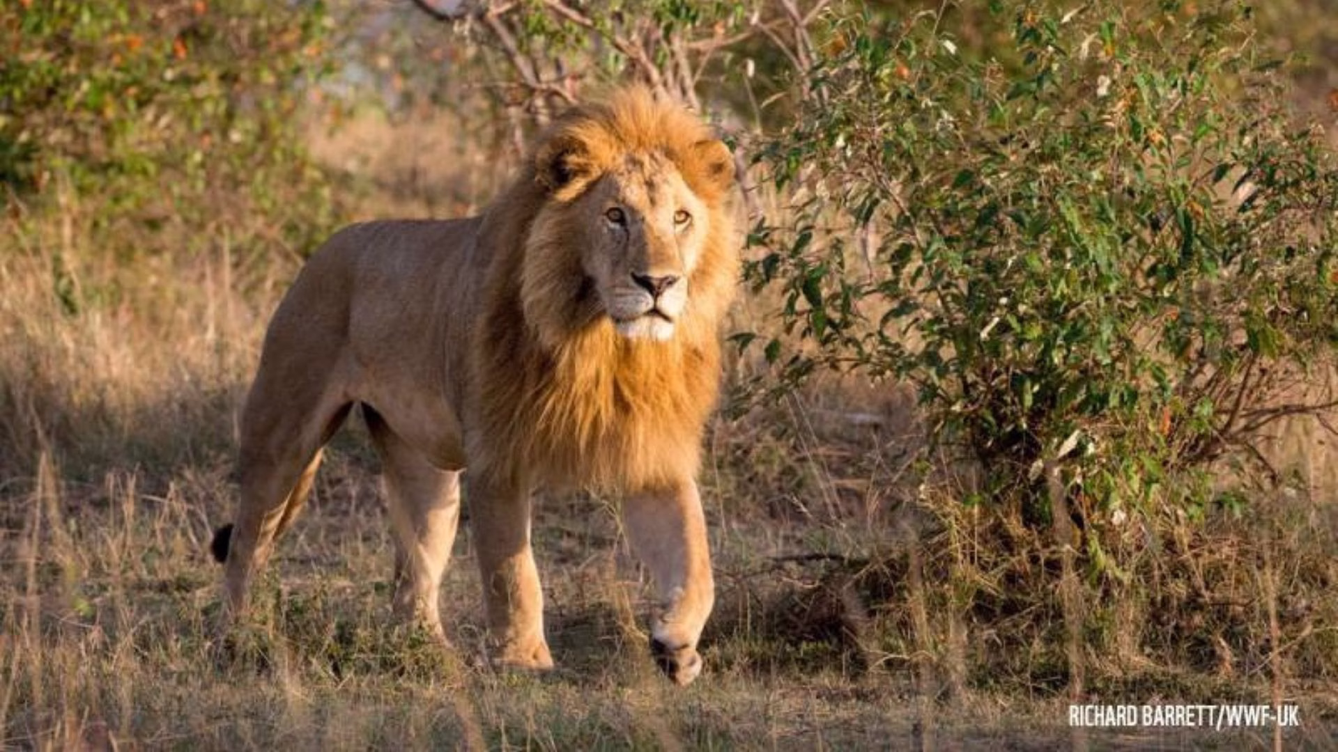 Los esfuerzos de conservación buscan proteger los territorios donde habitan los grandes felinos. Crédito: WWF.