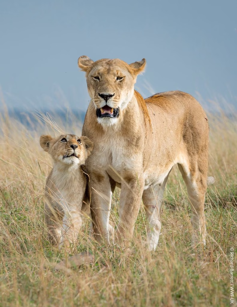 Las nuevas generaciones de felinos dependen de la protección de sus ecosistemas para sobrevivir. Crédito: WWF.