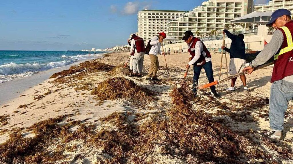 Cuadrillas realizan labores de limpieza de sargazo en una playa de la zona hotelera de Cancún.