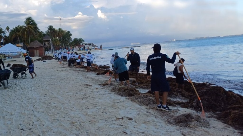 Personal participa en el retiro de sargazo acumulado en el litoral de Quintana Roo como parte de las acciones para atender los recales.