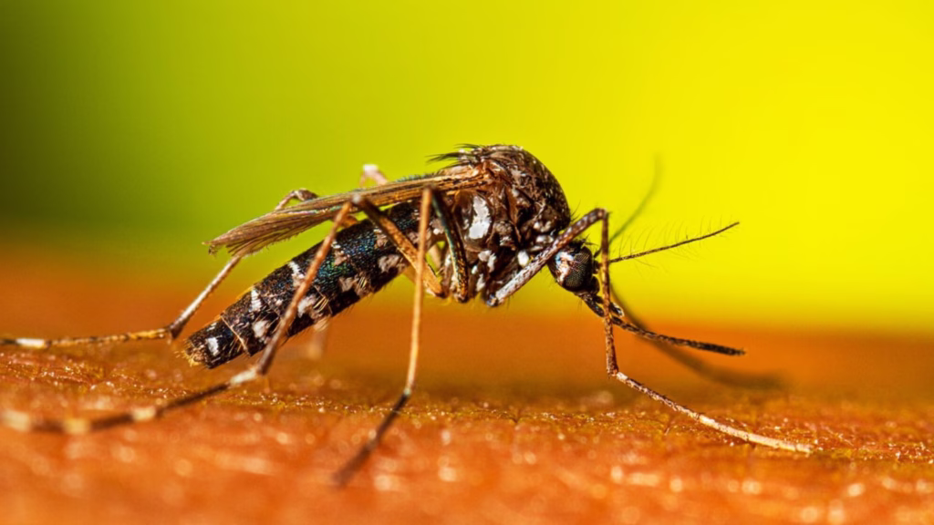 El mosquito Aedes aegypti, transmisor del dengue, encuentra en la temporada de lluvias de Quintana Roo condiciones favorables para reproducirse.