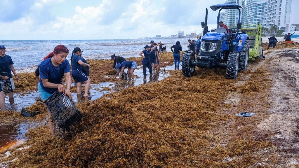 Nafin y Bancomext analizan financiamiento contra el sargazo en Quintana Roo para playas, embarcaciones y proyectos empresariales.