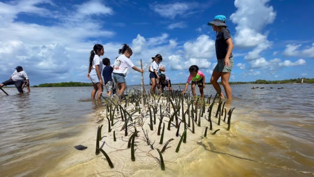 Personas participan en la reforestación de manglares de Cozumel mediante la plantación de nuevos ejemplares.