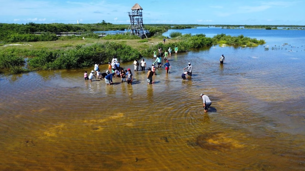 Trabajos de restauración y conservación de manglares de Cozumel en una zona de humedal costero.