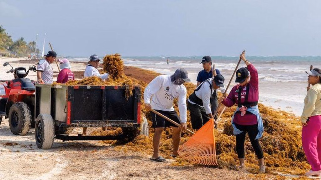 El retiro de sargazo en las playas requiere personal, transporte, maquinaria e infraestructura, componentes que representan costos dentro de la estrategia de atención.