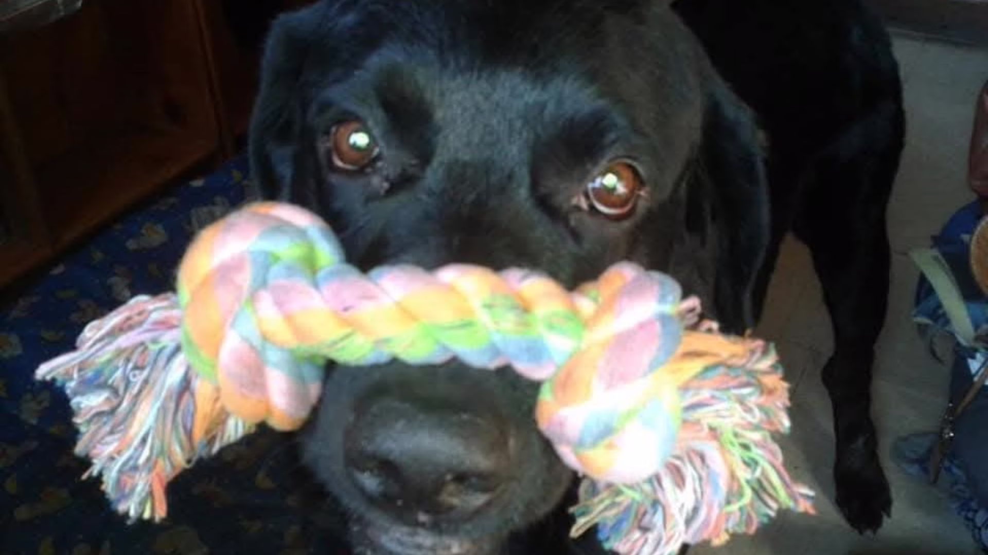 Thor es un perrito que una familia decidió adoptar y ahora es muy feliz.