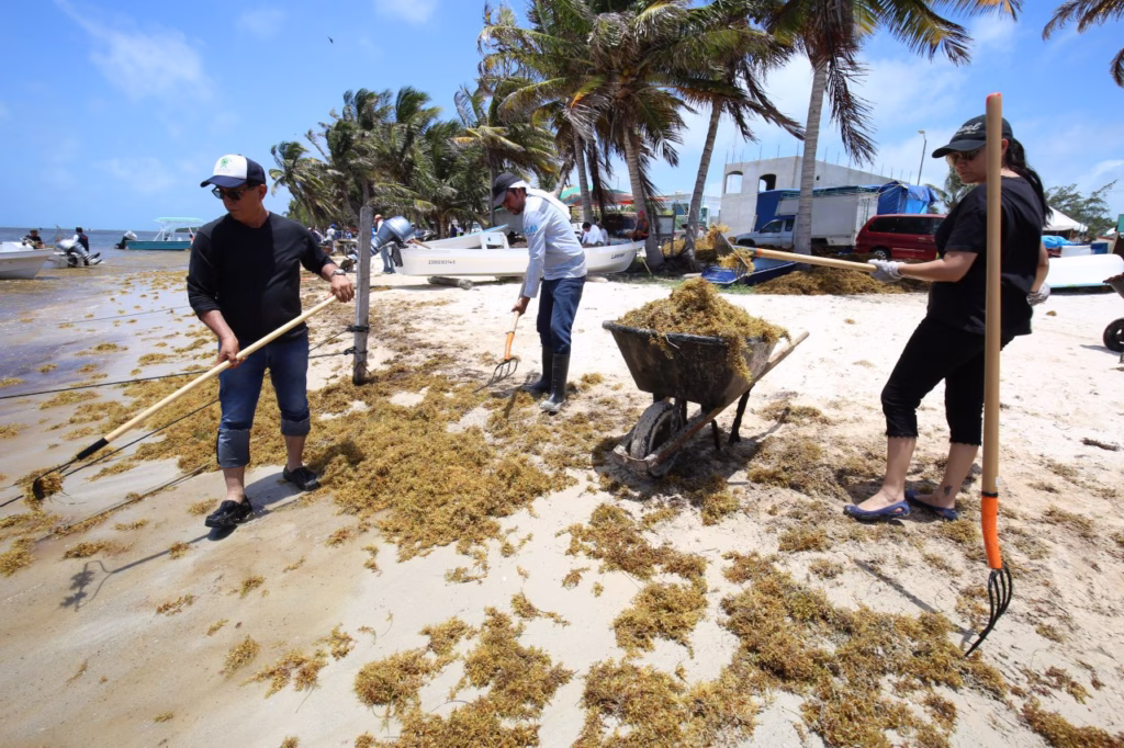 Labores de limpieza y recolección de sargazo en las costas de Quintana Roo durante la temporada de arribazón de la macroalga.